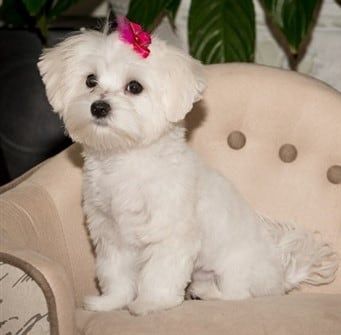 healthy-maltese-dog